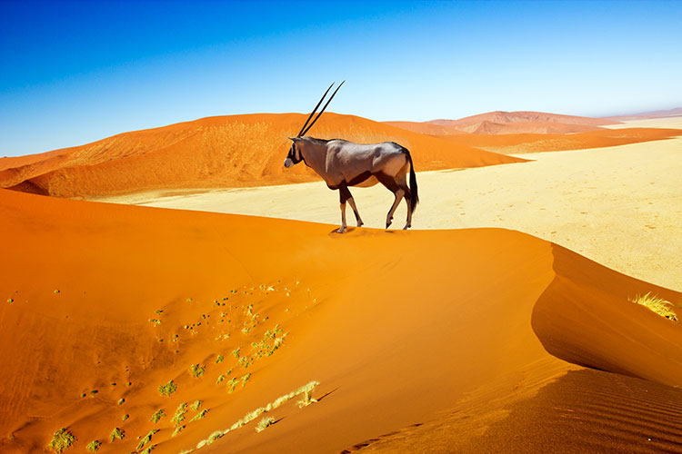 divi-Travel-Agency-img-16