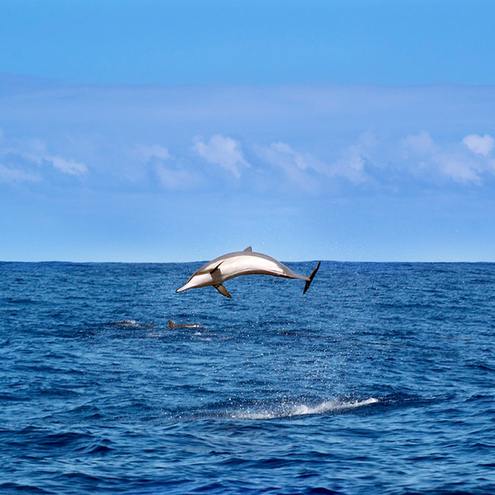 divi-Travel-Agency-img-8